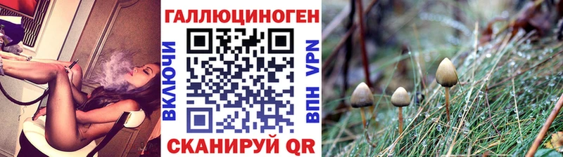 Псилоцибиновые грибы Psilocybine cubensis Асино
